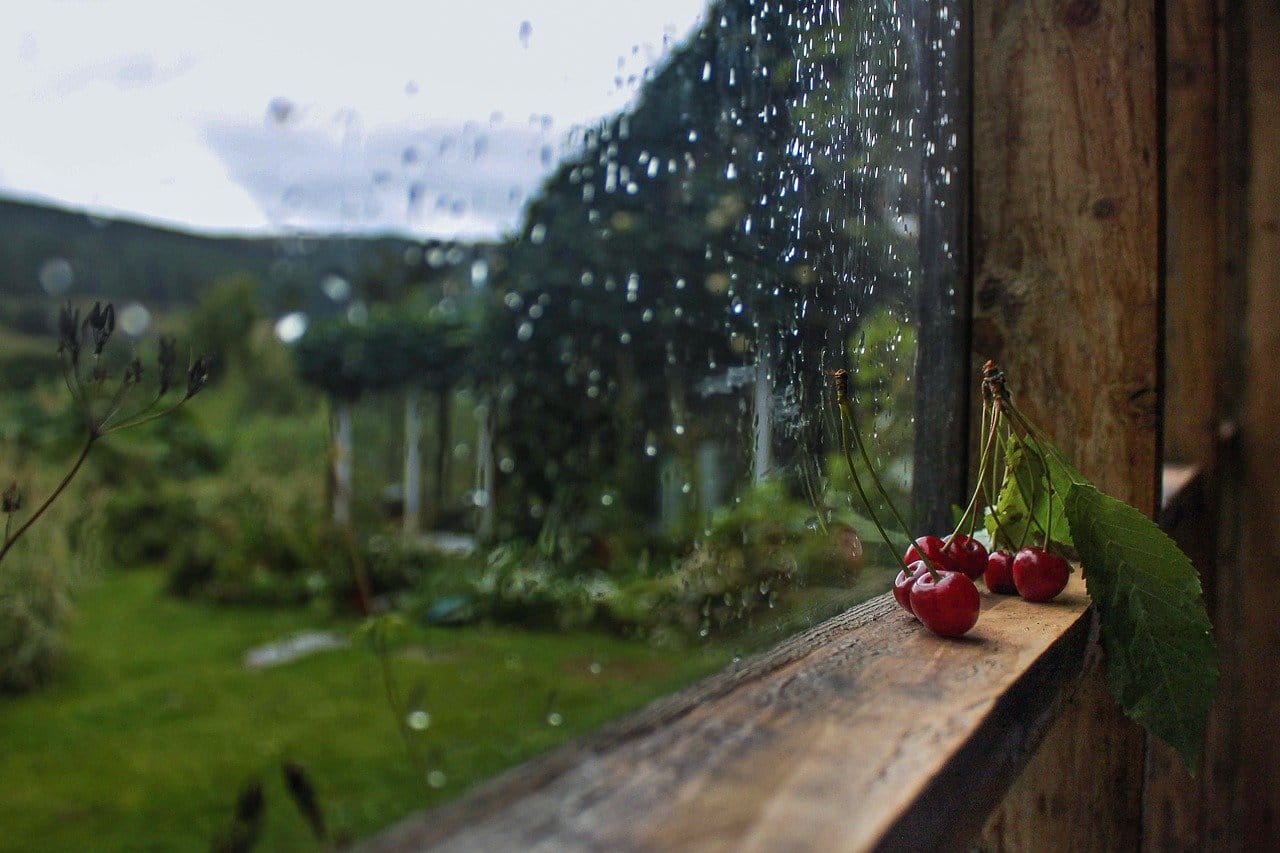 rain window cherries