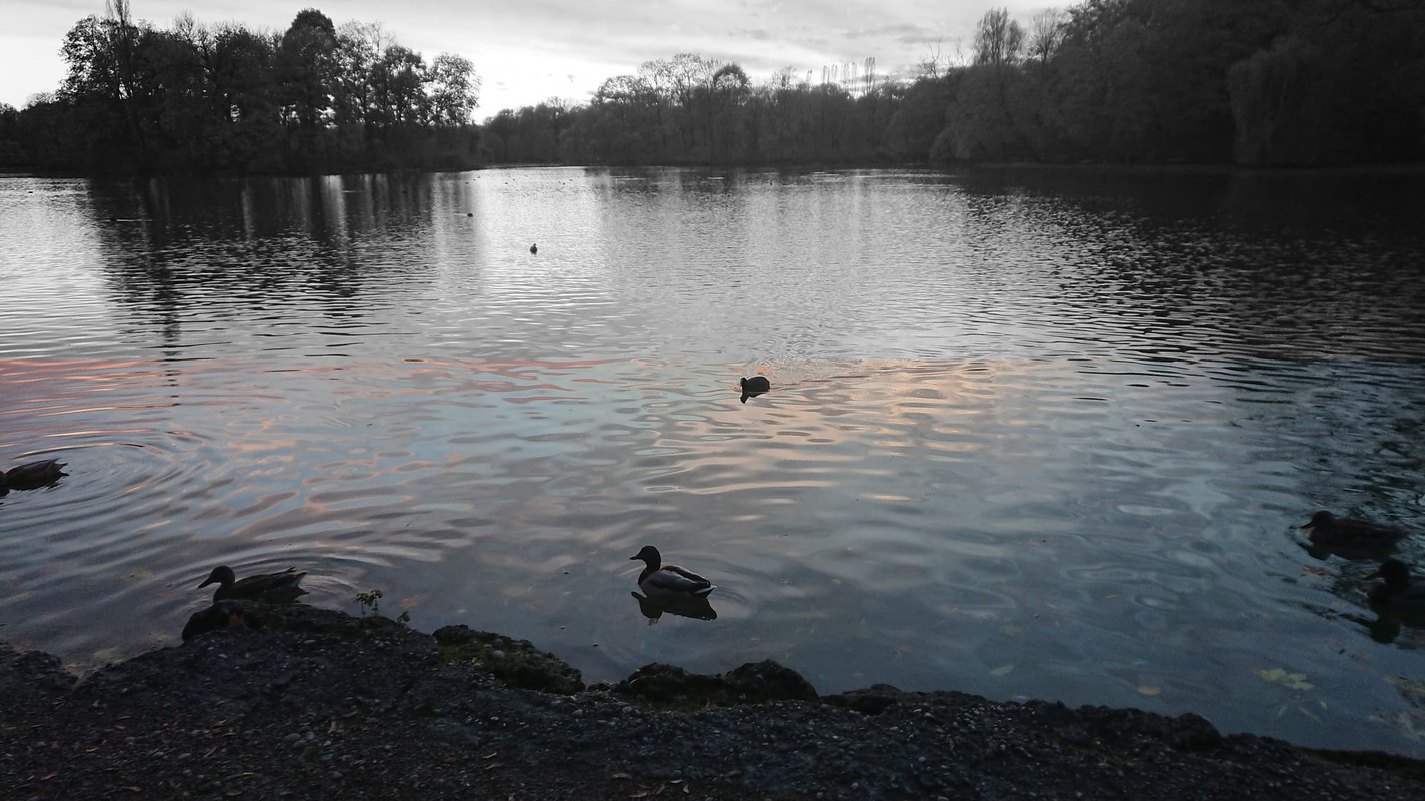 ducks on lake halfbw - How not to be lonely - the magic formula for making friends