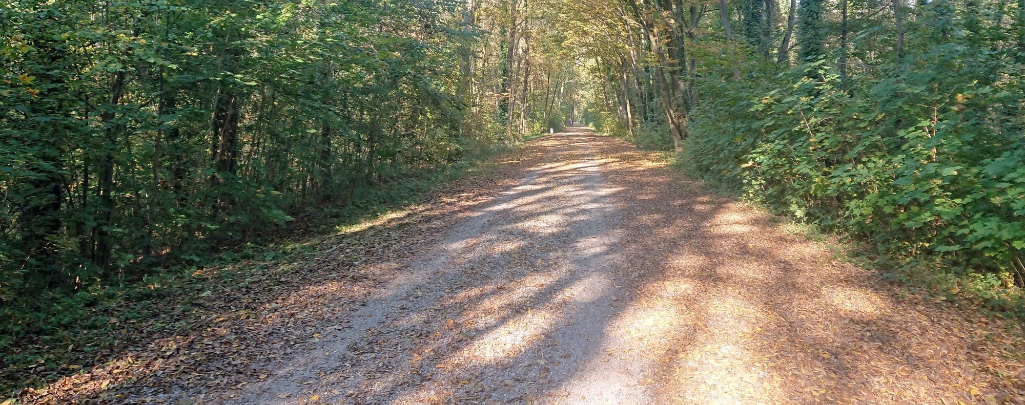 Road in woods shorter - Contact