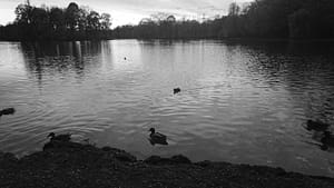 black and white ducks on a lake